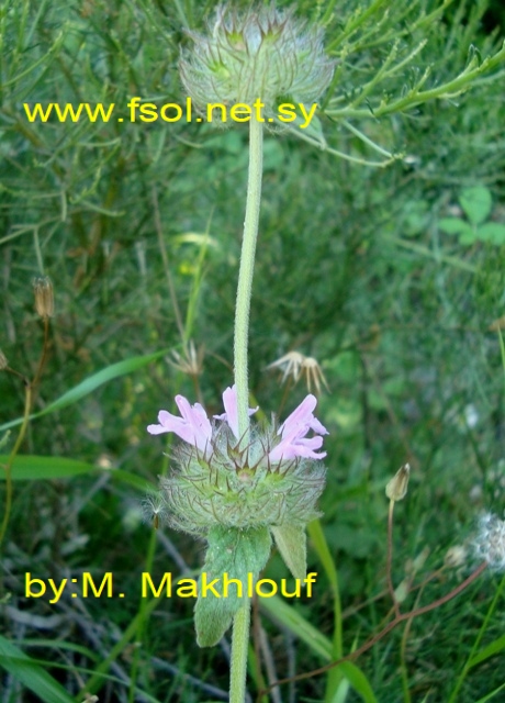 Clinopodium vulgare L.